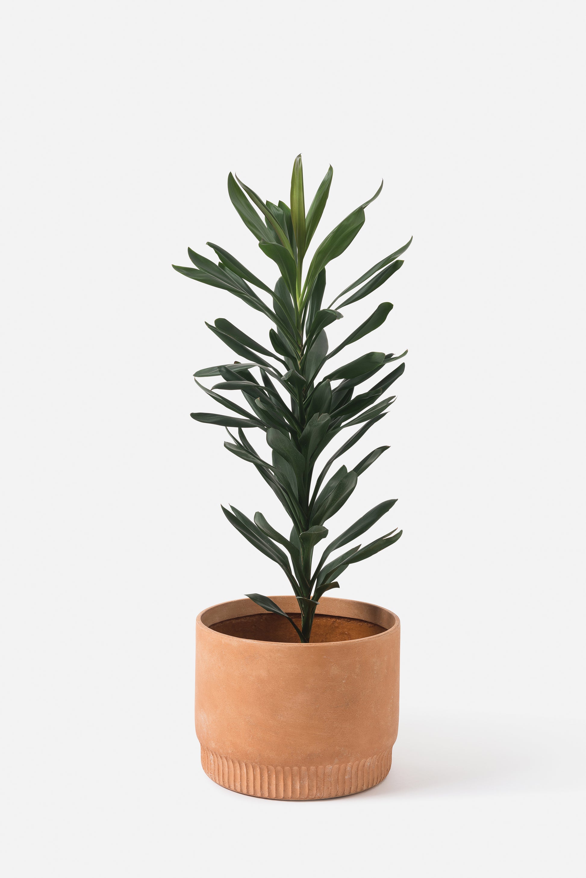 Harvest Planter Bisque / X-Large