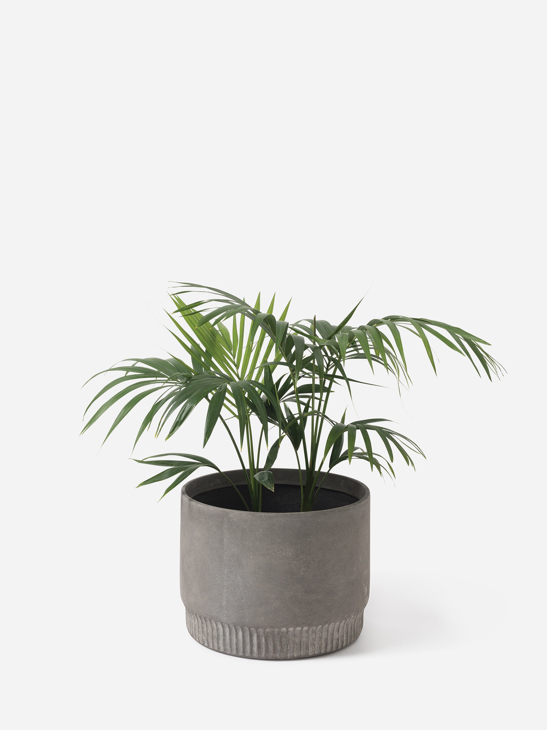 Harvest Planter Ash / X-Large